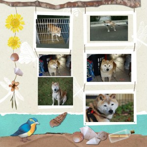 Tomo now Tobey Collage 2