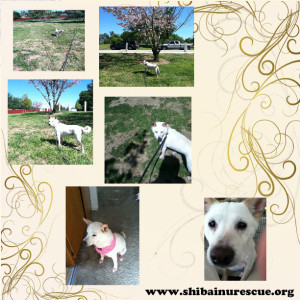 foxy new collage 3-31-14