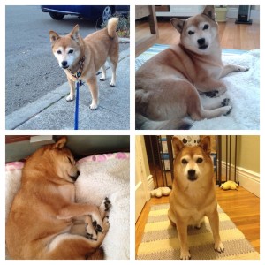 Sammy (a.k.a. Sakura