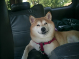 SAMSUNG DIGITAL CAMERA