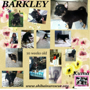 Barkleys collage