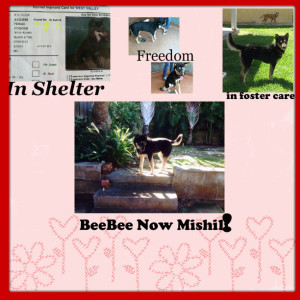 Rescued from West Valley Shelter