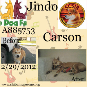 Carson Jindo collage