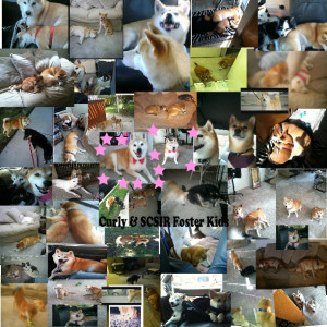 Curly and his foster kids