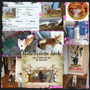 Hatchi now Jack collage finished 1