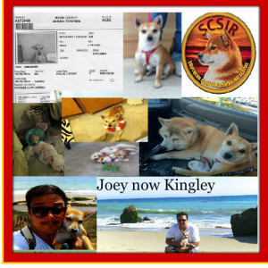 Joeys finished collage