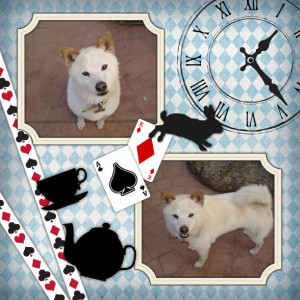 Kuma Collage 2