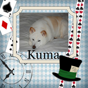 Kuma collage 1