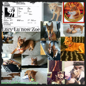 Lucy Lu finished collage