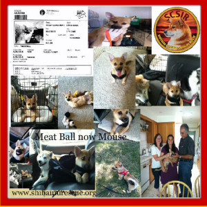 Meat Ball now Mouse finished collage