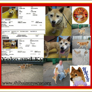 When Two Rescue's work together We Save Lives!