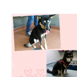 shiba inu jindo bebe momo