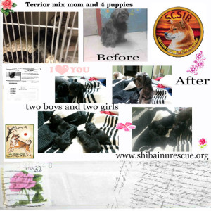 terrior mom and puppies collage