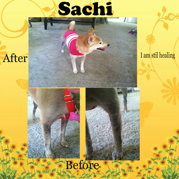 Sachi collage 11-9-2014