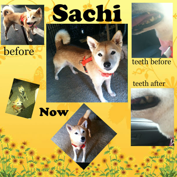 sachi collage 11-12-14