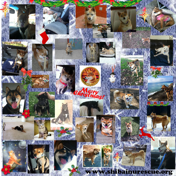 christmas 2014 collage