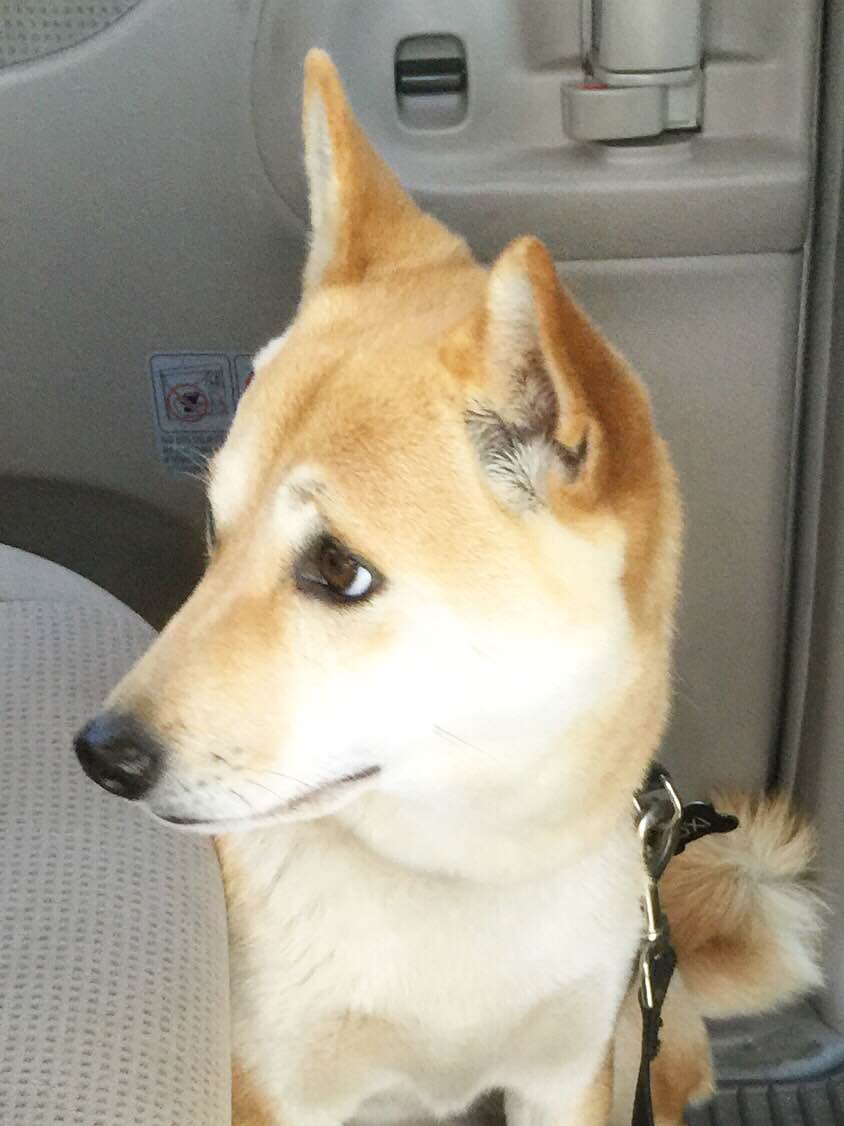 Roxy in her new home!