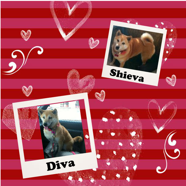 shieva collage2