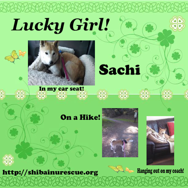 Sachi happy tails 3-2015