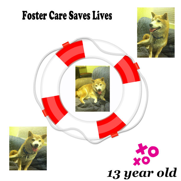Foster to Adopt!