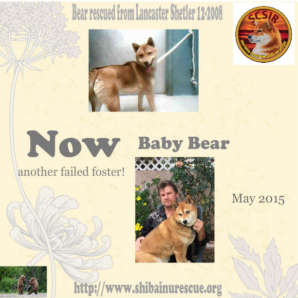 Owner surrender makes another a wonderful new family member!