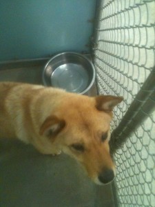 kern county river shelter