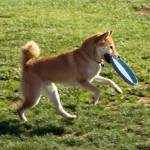 Koko Brooklyn's new friend